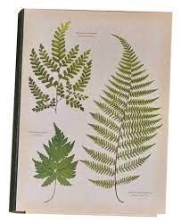 Punch Studio Boite Livre Moyen World Nature Art