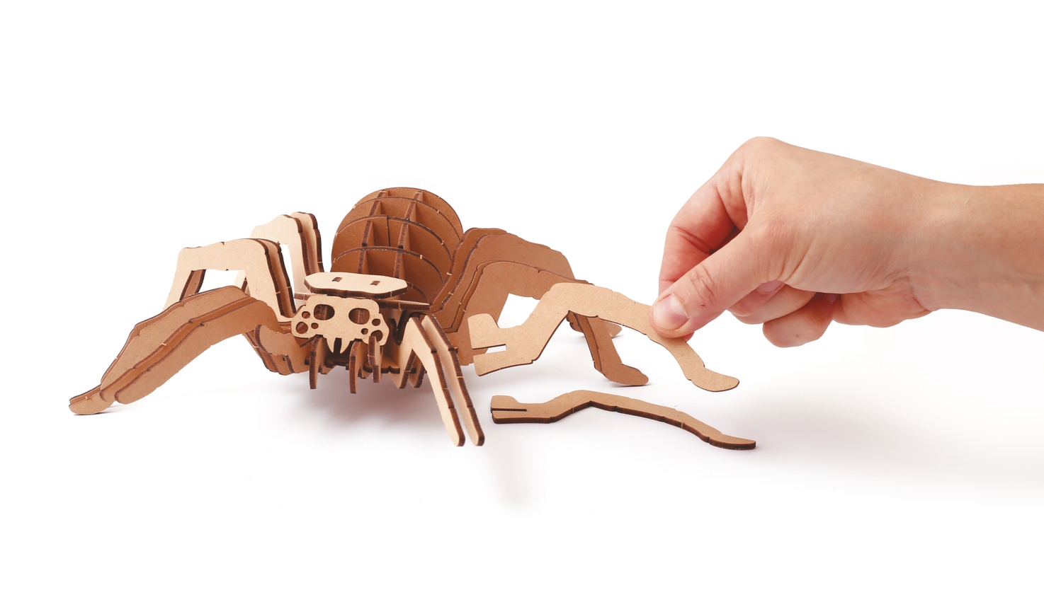 Graine créative Maquette bois Araignée